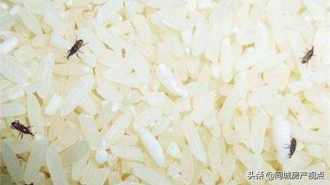 卧室有黑色硬壳小虫源头在哪