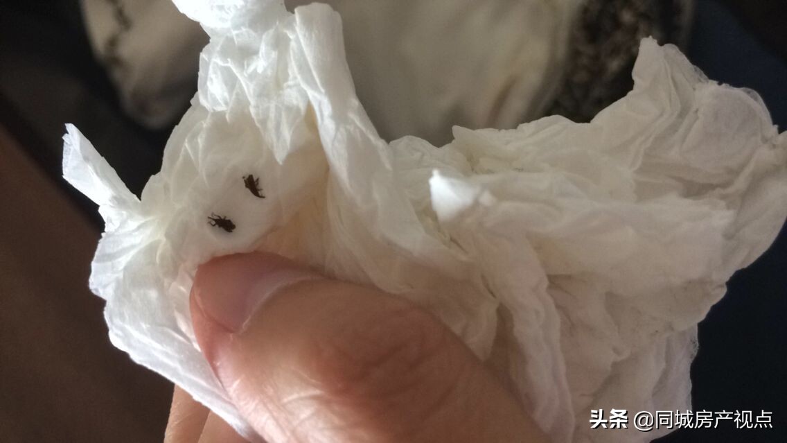 卧室有黑色硬壳小虫源头在哪