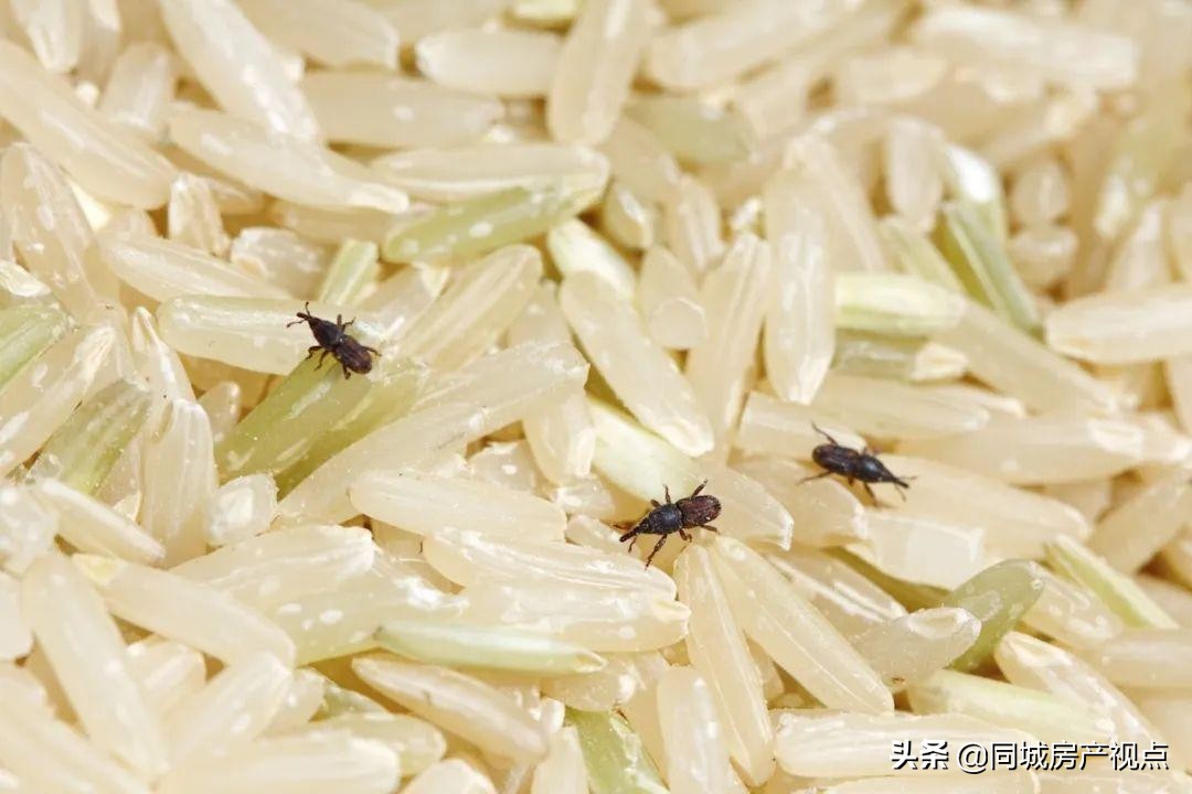 卧室有黑色硬壳小虫源头在哪
