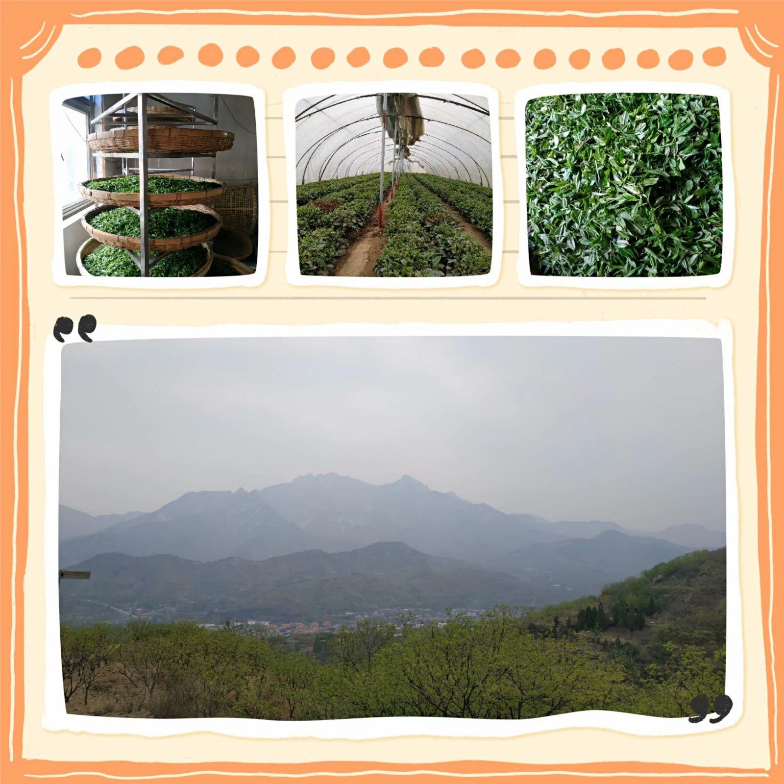 酸枣叶茶多少钱一斤现在,正宗的酸枣叶茶价格及图片
