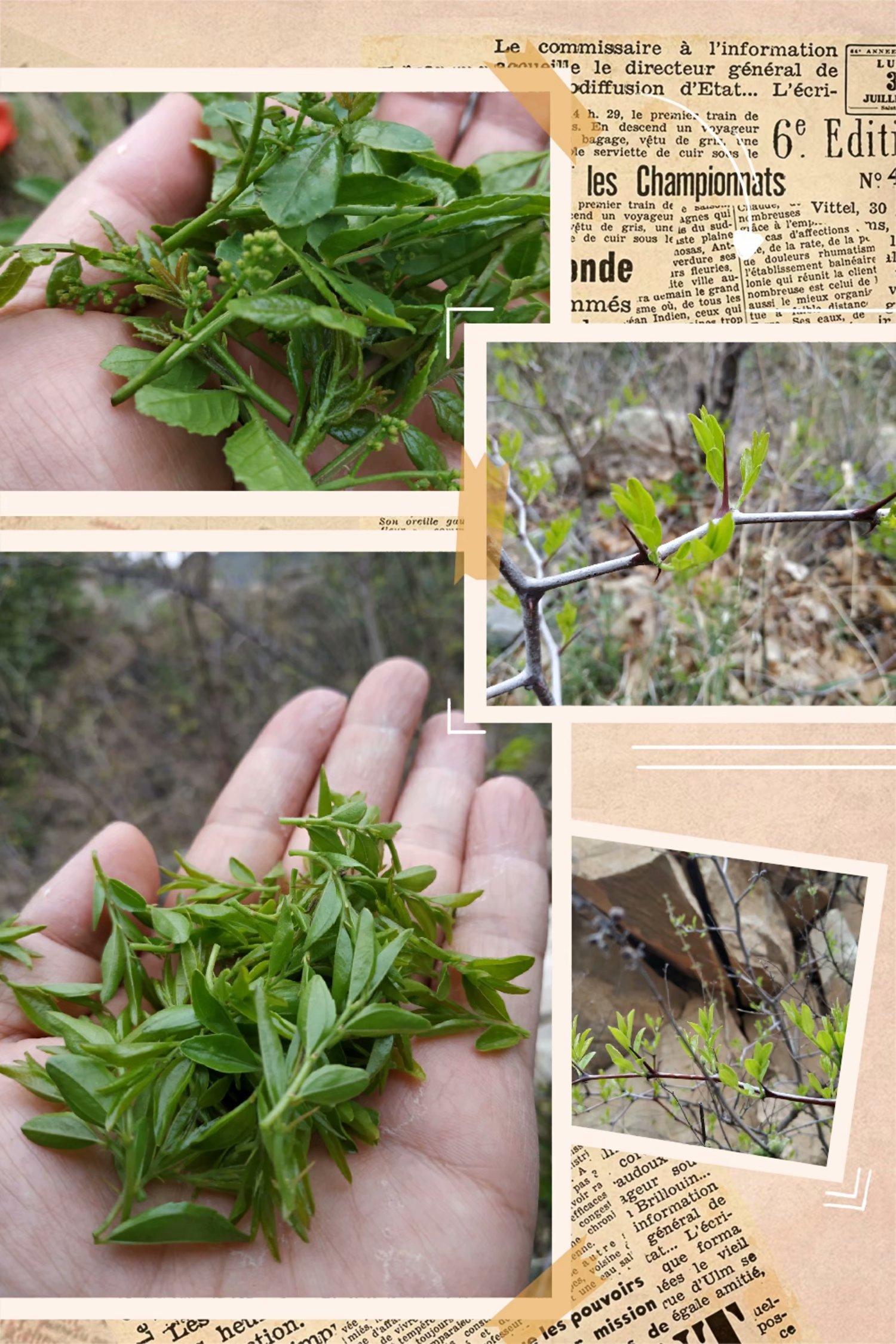 酸枣叶茶多少钱一斤现在,正宗的酸枣叶茶价格及图片