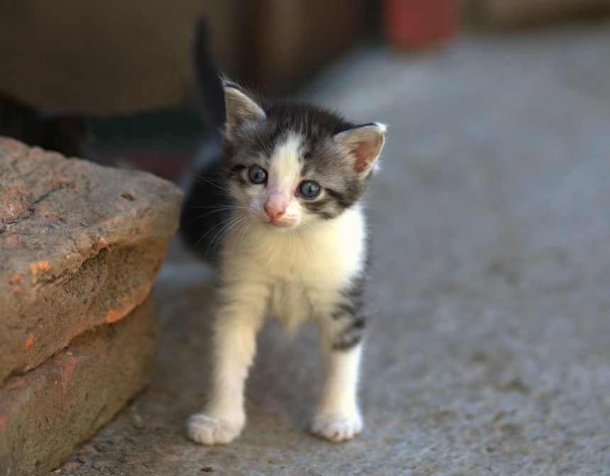 爱照镜子的小花猫故事,儿童睡前故事